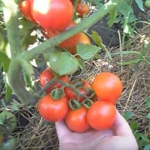 Top 20 des meilleures variétés de tomates super précoces pour les grands espaces: choisir la bonne ensemble