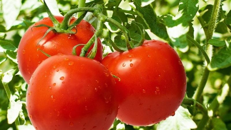 Top 20 des meilleures variétés de tomates super précoces pour les grands espaces: choisir la bonne ensemble