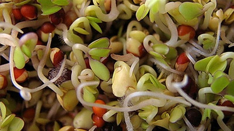 Récoltez toute l'année sans quitter votre maison: comment faire pousser des pois à la maison sur un rebord de fenêtre et ce dont vous avez besoin pour cela