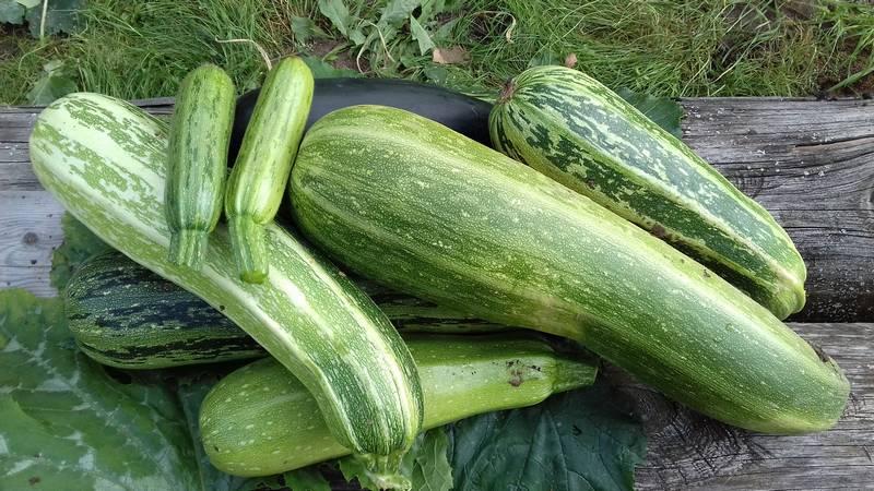Quoi et comment conserver les courgettes pendant une longue période - nous créons des conditions idéales