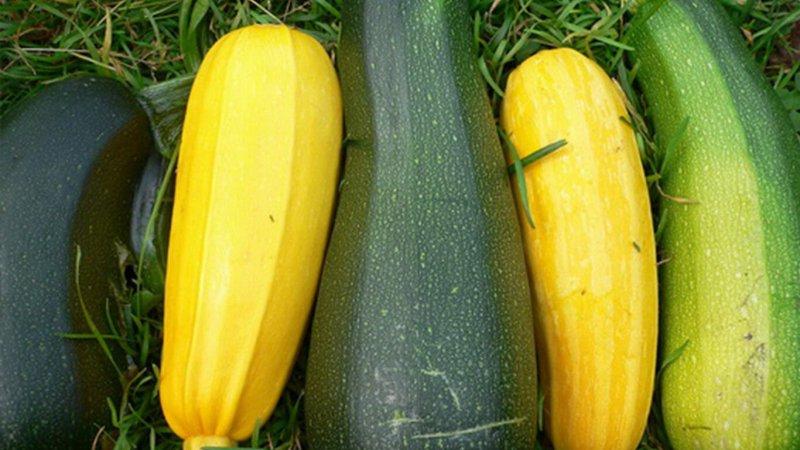 Quoi et comment conserver les courgettes pendant une longue période - nous créons des conditions idéales