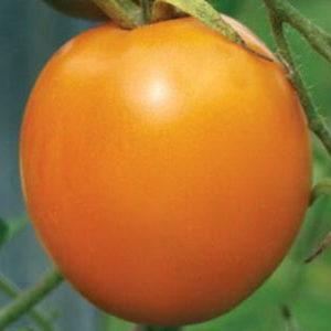 Une variété lumineuse avec une récolte riche et un goût riche - la tomate Eldorado et les particularités de sa culture