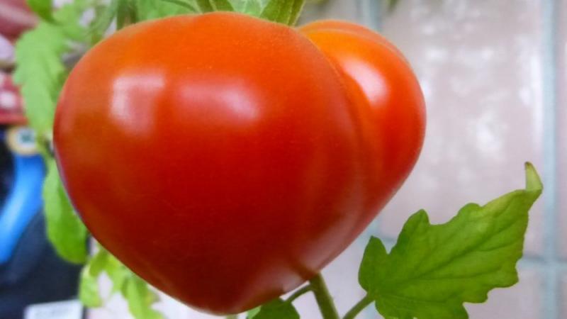 Pourquoi traiter les tomates avec du vert brillant et de l'iode?