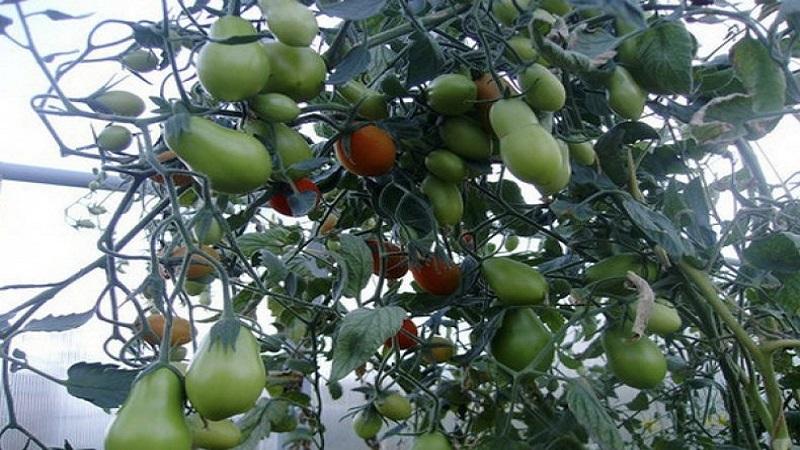 Que sont les tomates: principales différences et caractéristiques du choix
