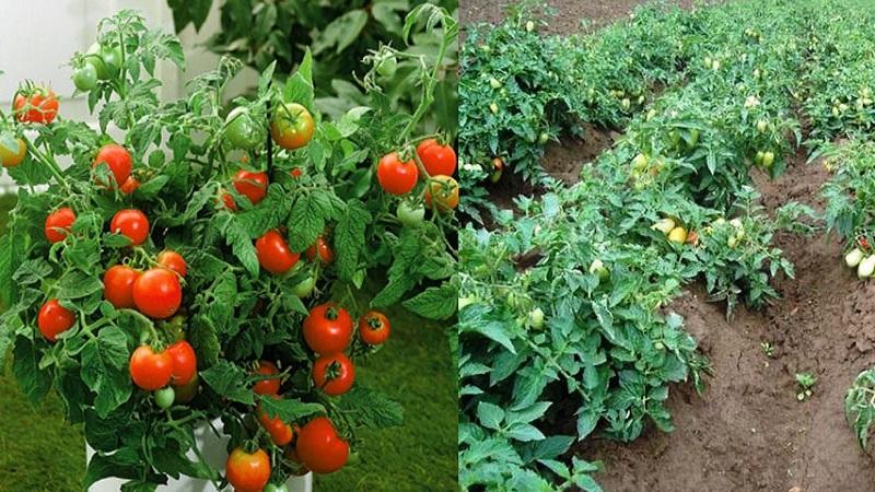 Que sont les tomates: principales différences et caractéristiques du choix