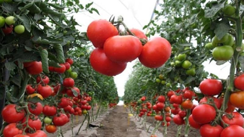 Que sont les tomates: principales différences et caractéristiques du choix