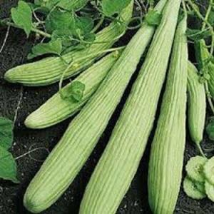 Qu'est-ce que la lagenaria: propriétés utiles et faits intéressants sur la plante