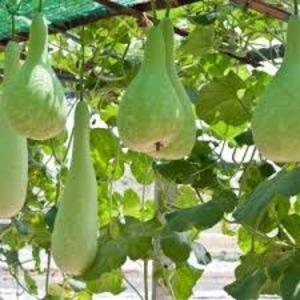 Qu'est-ce que la lagenaria: propriétés utiles et faits intéressants sur la plante