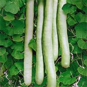 Qu'est-ce que la lagenaria: propriétés utiles et faits intéressants sur la plante