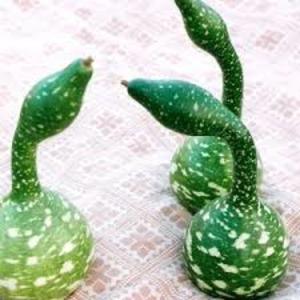 Qu'est-ce que la lagenaria: propriétés utiles et faits intéressants sur la plante