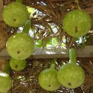 Qu'est-ce que la lagenaria: propriétés utiles et faits intéressants sur la plante