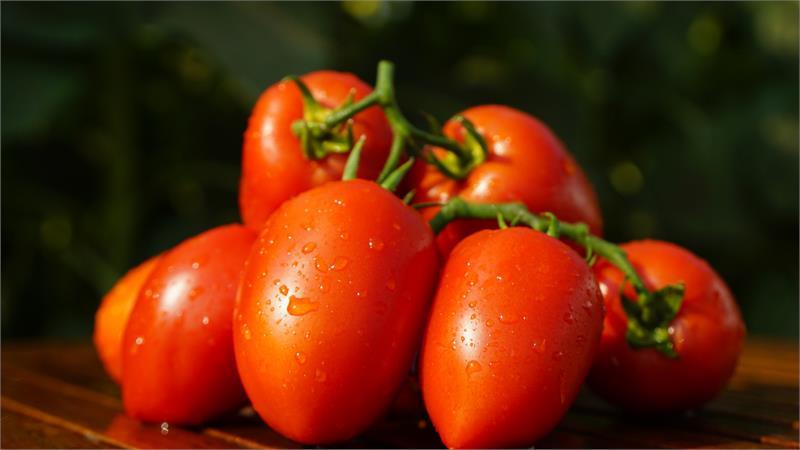 Un régal du jardin pour les vrais gourmets: la tentation du tsar de la tomate
