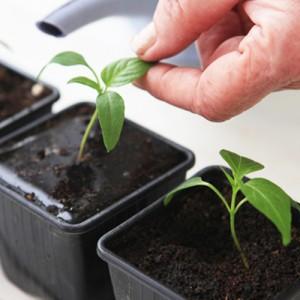 Fruit inhabituel avec le nom d'origine: tomate banane rouge - à quoi ça sert et comment la cultiver vous-même