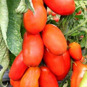Fruit inhabituel avec le nom d'origine: tomate banane rouge - à quoi ça sert et comment la cultiver vous-même
