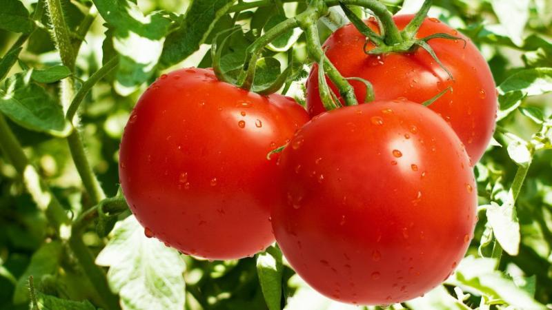 Façons de nouer les tomates en plein champ: comment le faire correctement et est-ce nécessaire du tout