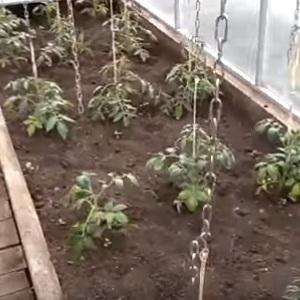 Façons de nouer les tomates en plein champ: comment le faire correctement et est-ce nécessaire du tout