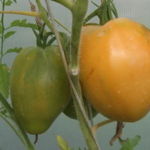 Enregistrez la teneur en nutriments, une apparence brillante et un goût riche - la tomate Golden Heart