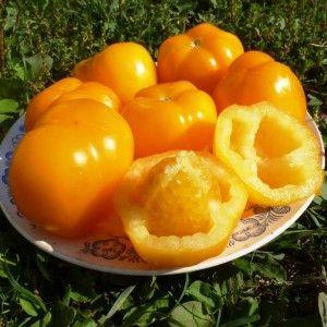 Enregistrez la teneur en nutriments, une apparence brillante et un goût riche - la tomate Golden Heart