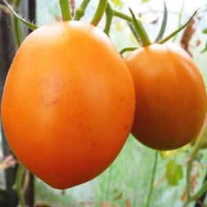 Invité dans le jardin nommé d'après la star: Tomate Canopus