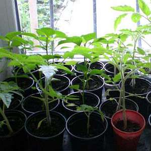 À quoi sert la tomate Kostroma et pourquoi les résidents d'été l'aiment tellement