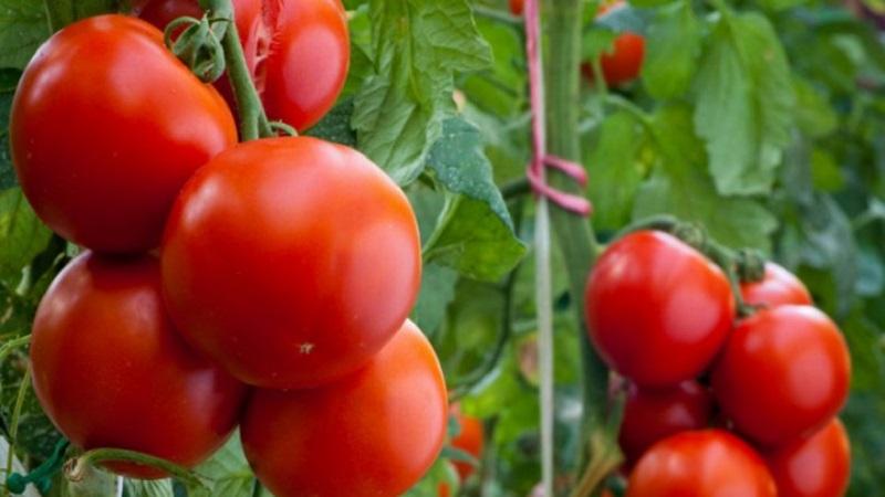 À quoi sert la tomate Kostroma et pourquoi les résidents d'été l'aiment tellement