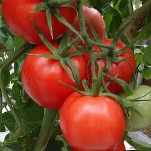 À quoi sert la tomate Kostroma et pourquoi les résidents d'été l'aiment tellement