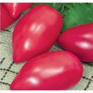 Capricieuse à entretenir, mais appréciée des résidents d'été, la tomate Pink Flamingo: caractéristiques et description de la variété