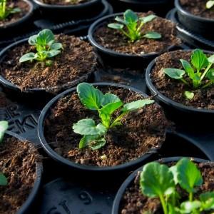 Capricieuse à entretenir, mais appréciée des résidents d'été, la tomate Pink Flamingo: caractéristiques et description de la variété