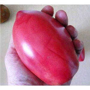 Capricieuse à entretenir, mais appréciée des résidents d'été, la tomate Pink Flamingo: caractéristiques et description de la variété