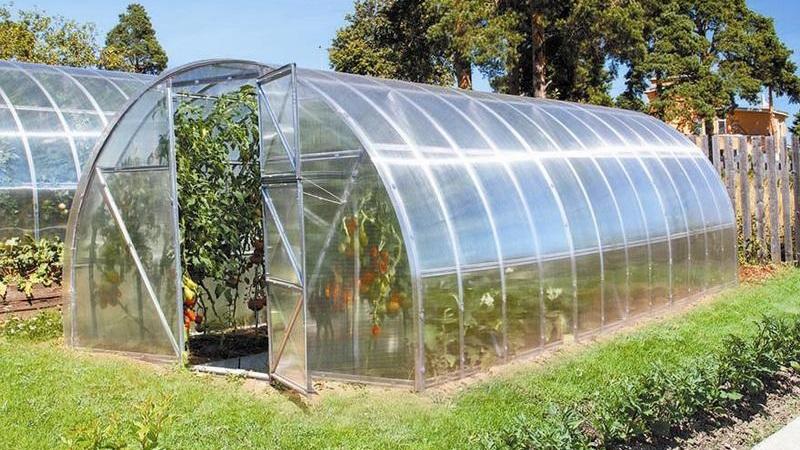 Nous cultivons une récolte record de tomates dans une serre en polycarbonate: plantation et entretien, conseils d'agronomes