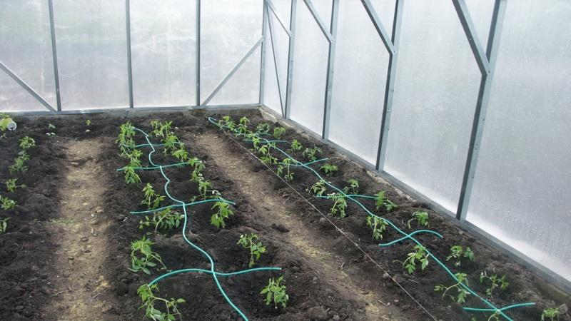Nous cultivons une récolte record de tomates dans une serre en polycarbonate: plantation et entretien, conseils d'agronomes