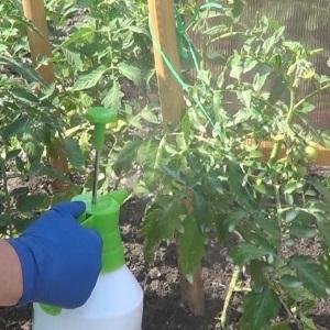 Nous cultivons une récolte record de tomates dans une serre en polycarbonate: plantation et entretien, conseils d'agronomes