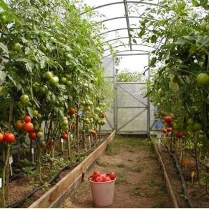 Nous cultivons une récolte record de tomates dans une serre en polycarbonate: plantation et entretien, conseils d'agronomes