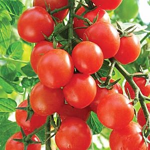 Arbustes miniatures avec des miettes de tomates - décoration de jardin: tomate caramel et conseils pour le cultiver