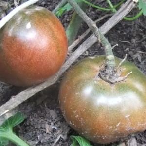 Une nouveauté des éleveurs, qui ont réussi à tomber amoureux des jardiniers - Tomate Chocolate Miracle: critiques et photos de la récolte