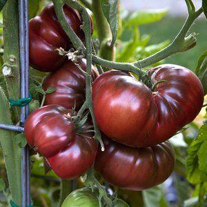 Une nouveauté d'éleveurs qui ont réussi à tomber amoureux des jardiniers - Tomate Chocolate Miracle: critiques et photos de la récolte