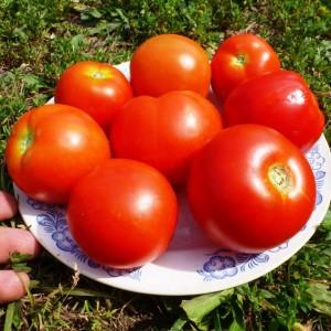 L'une des variétés de serre les plus sucrées - la tomate Alexandre le Grand