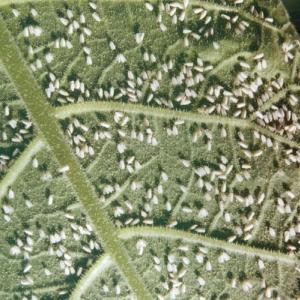 L'une des variétés de serre les plus sucrées - la tomate Alexandre le Grand