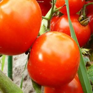 L'une des variétés de serre les plus sucrées - la tomate Alexandre le Grand