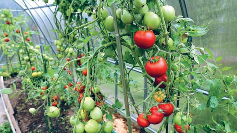 Avantages et inconvénients de la tomate Tsunami, caractéristiques des fruits et subtilités de la culture