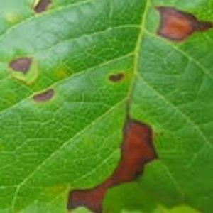 Comment identifier et se débarrasser de la maladie septorienne de la tomate: remèdes efficaces et méthodes de traitement alternatives