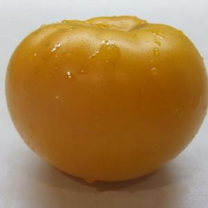 Une belle personne dans votre jardin est la tomate Golden Queen: mûre tôt, lumineuse et tellement adorée par les résidents d'été esthètes