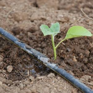 Une belle personne dans votre jardin est la tomate Golden Queen: mûre tôt, lumineuse et tellement adorée par les résidents d'été esthétiques