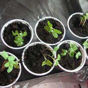 Une tomate qui a l'air et le goût parfaits.Amour précoce: grandir correctement et établir des records de rendement