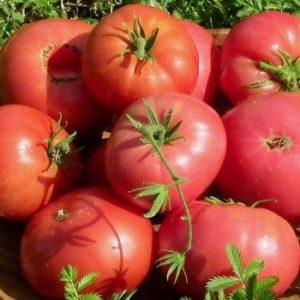 Une tomate qui a l'air et le goût parfait.Amour précoce: cultivez correctement et établissez des records de rendement