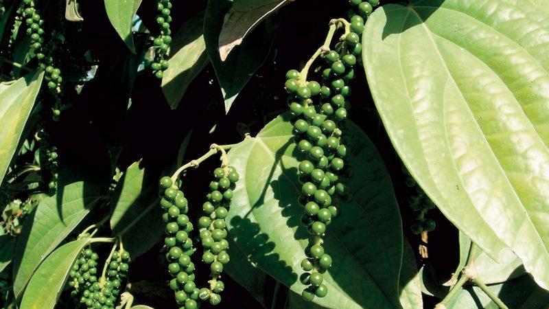 Ce que vous ne pouvez pas planter à côté des poivrons amers: règles de rotation des cultures et secrets de culture