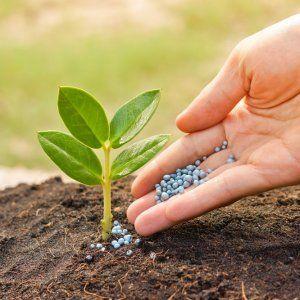 Variété de citrouille parfumée à la muscade Perle: ce qui est bon et pourquoi il devrait être cultivé sur votre site