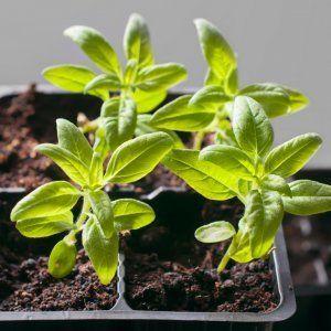 Légume exotique au goût et au nom inhabituels - citrouille Banane rose: description de la variété