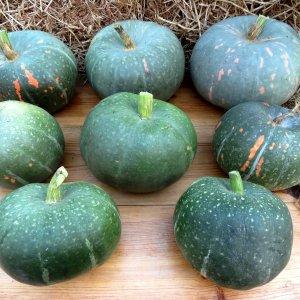 Les variétés de citrouilles vertes les plus populaires et les caractéristiques de leur culture