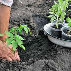 Citrouille Hokkaido rouge-orange avec une saveur de noisette et riche en vitamines et en fibres